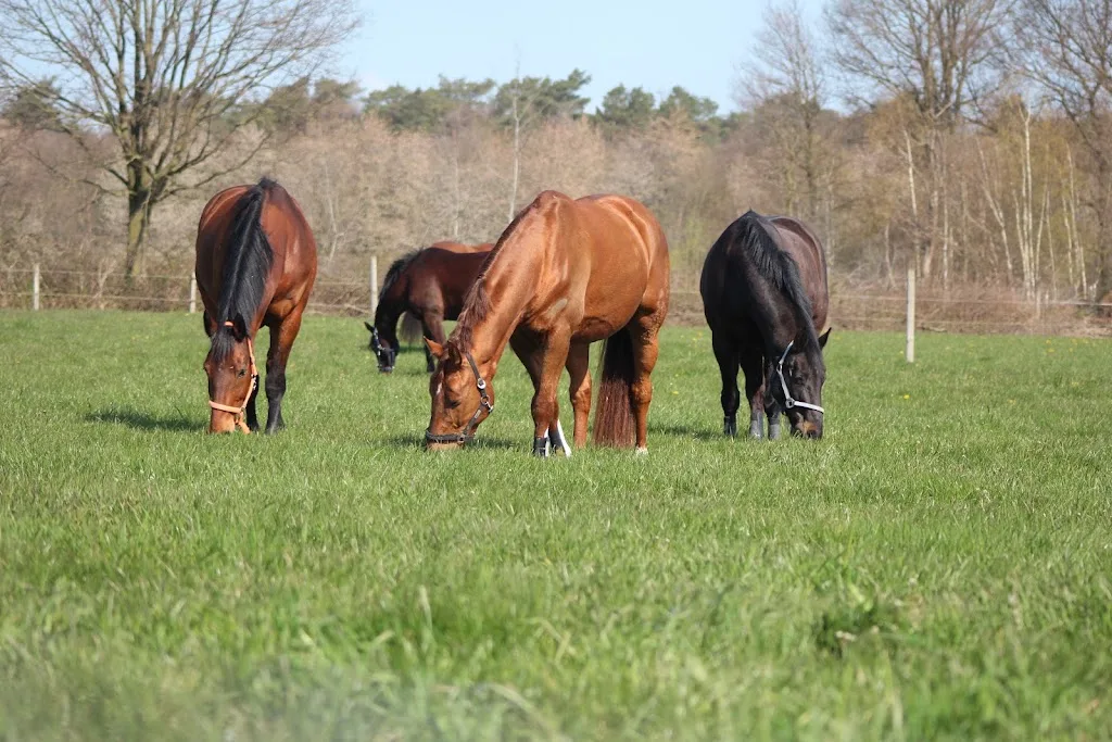 Riding place / privat - Foto 3