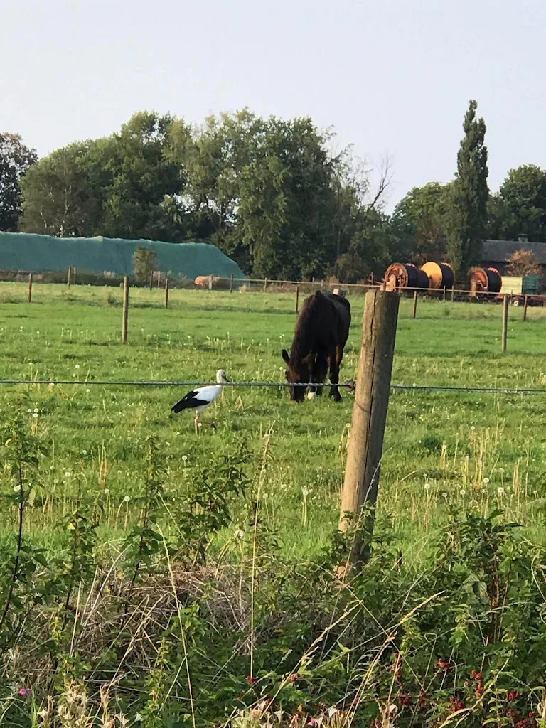 Pro Horse Service﻿ - Foto 1