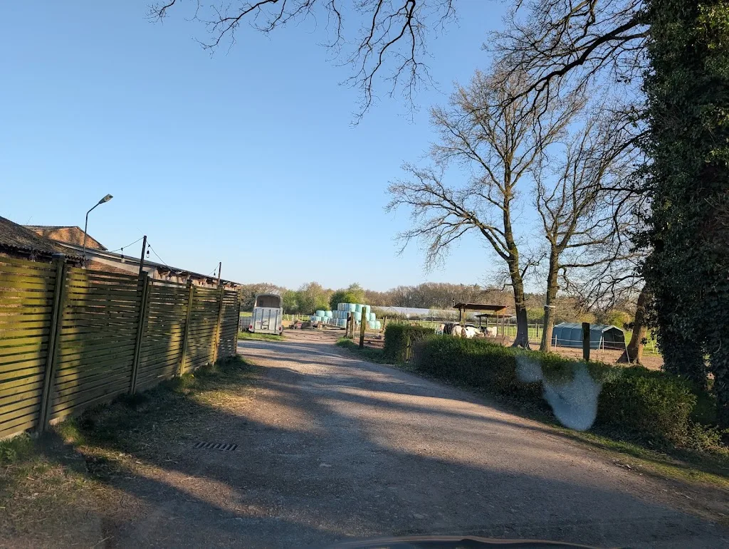 Islandpferde aus dem Haasenbau (Zucht) - photo 2