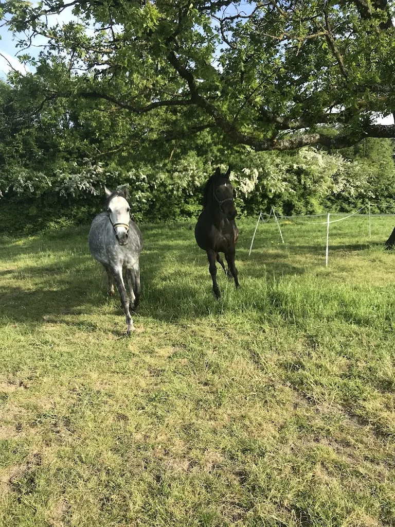 Reitschule Marie-Theres Goka - photo 1