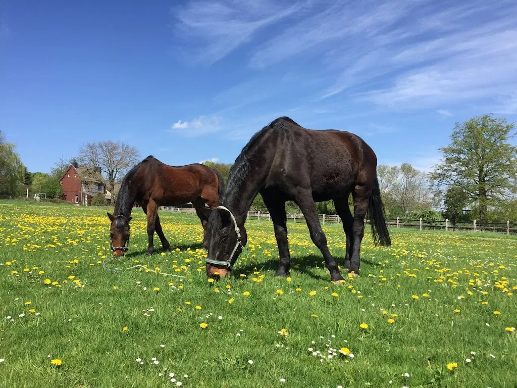 Reitschule Marie-Theres Goka - photo 2