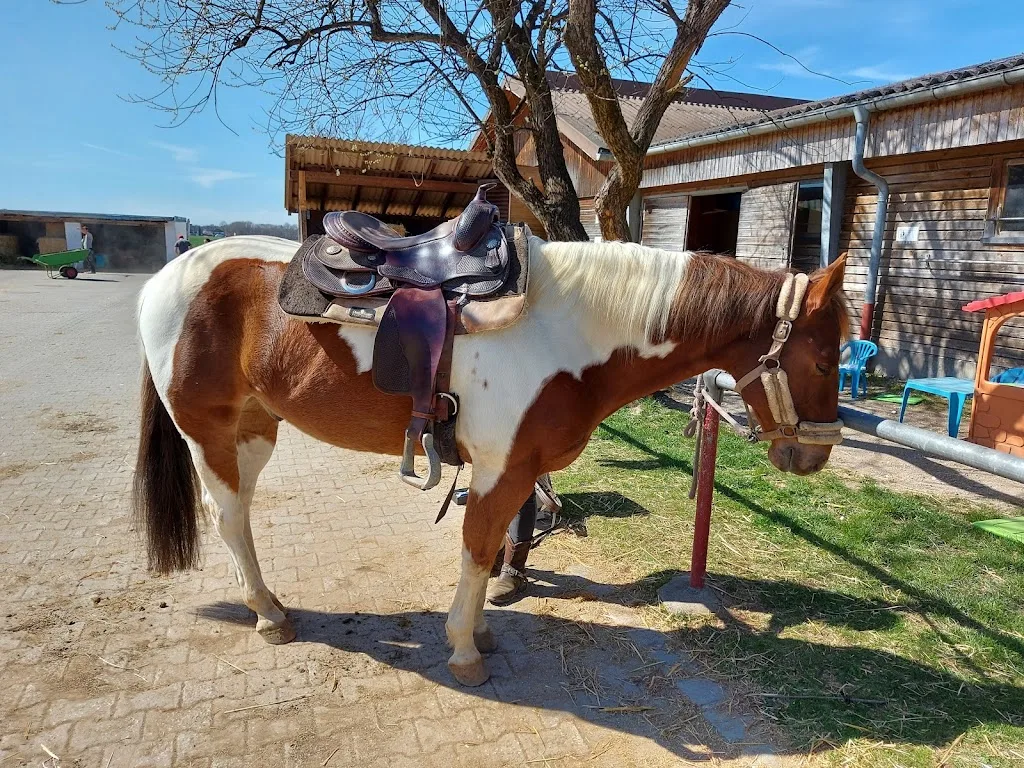 Reitstall Schütz, Lanzenhaar - Foto 1