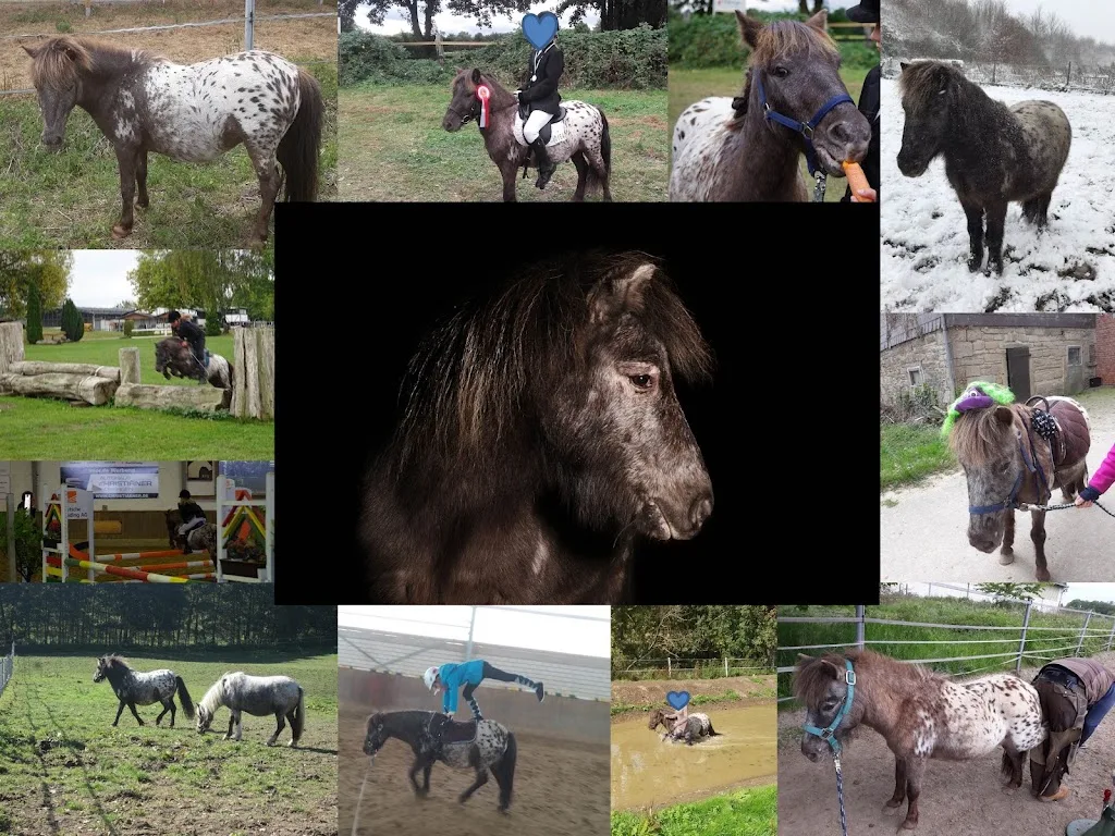 Pferdepension Lindenhof - Foto 1