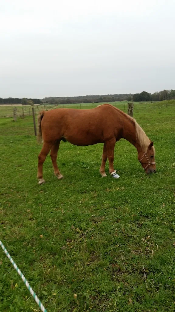 Reitanlage Groß Nordsee - photo 1