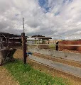 Pferdehof Hammerbacher Neuer Stall - Foto 1