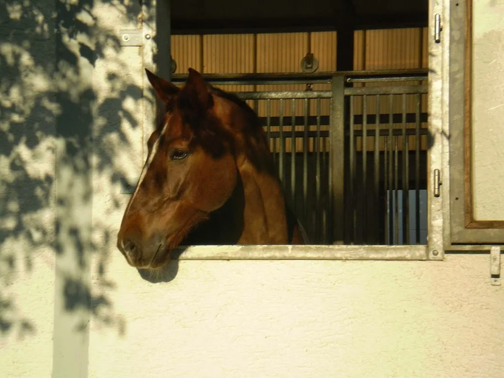 Dressurstall Sessler - Foto 3