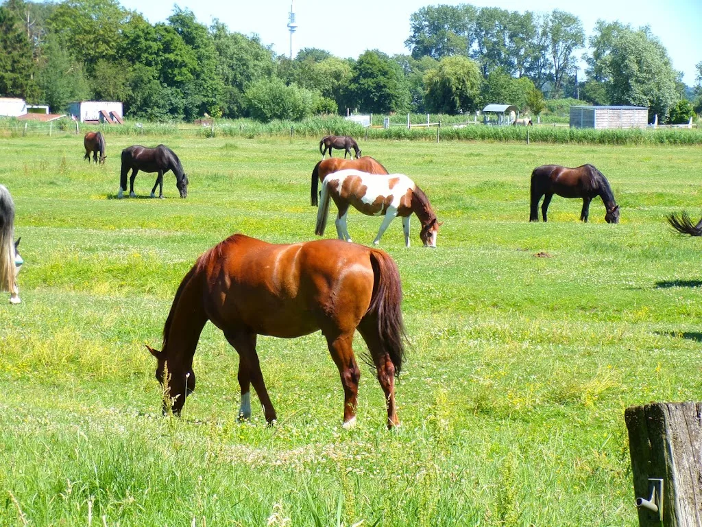 Reitstall Schloh - Foto 2