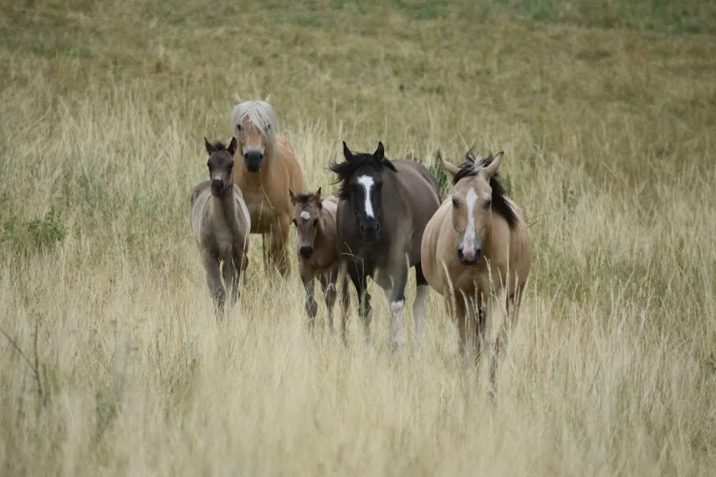 Pistolero Ranch - photo 2