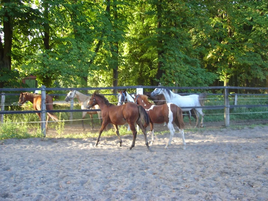 Pferdepension Holtmann,Zucht und Aufzucht - Foto 1
