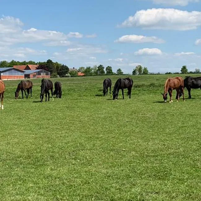 Pferdepension Holtmann,Zucht und Aufzucht - Foto 2