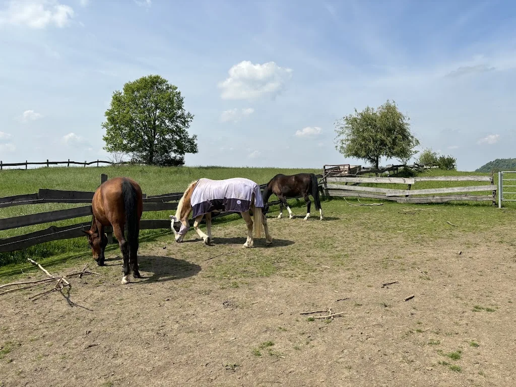 Pferdehof Gorissen - Foto 3