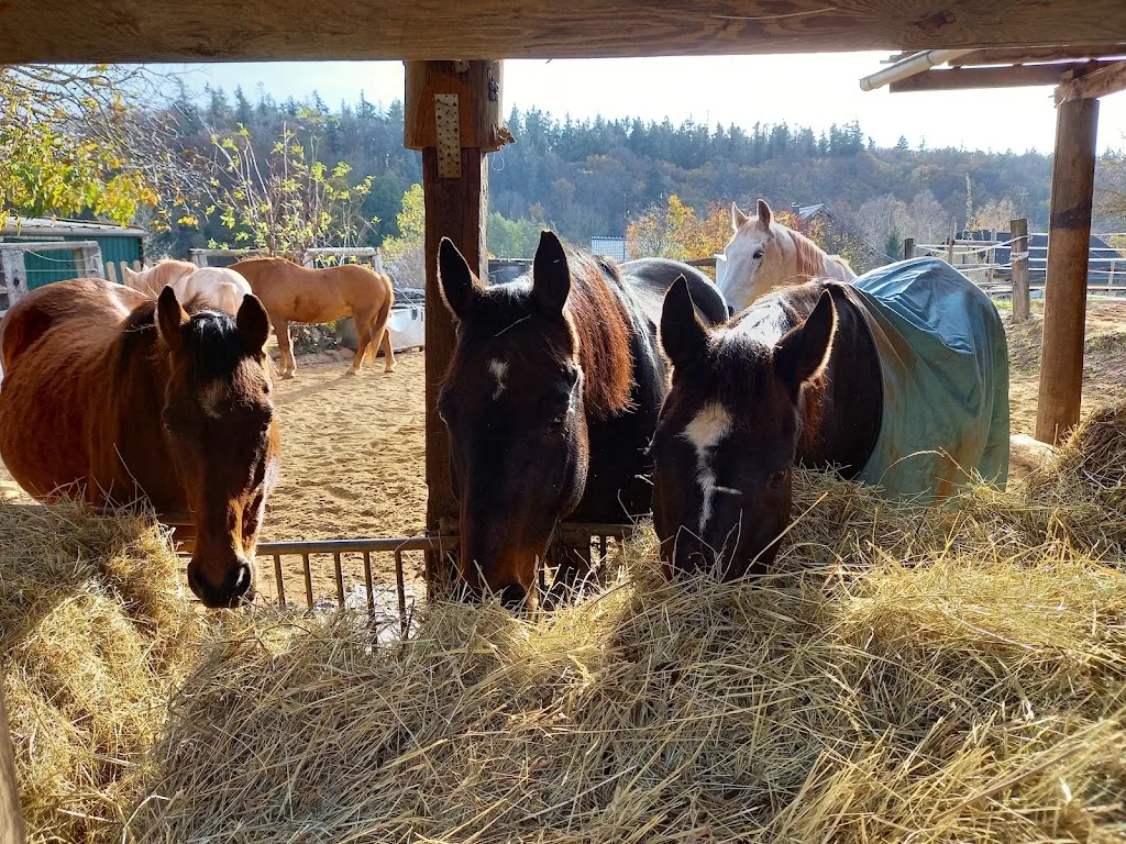 Offenstall Contempree - Foto 2