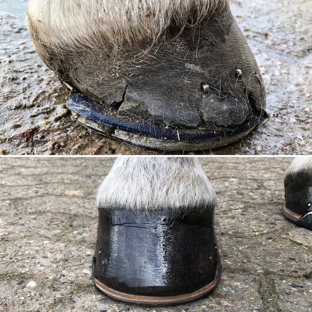 Koopmann Hufbeschlag - Foto 1