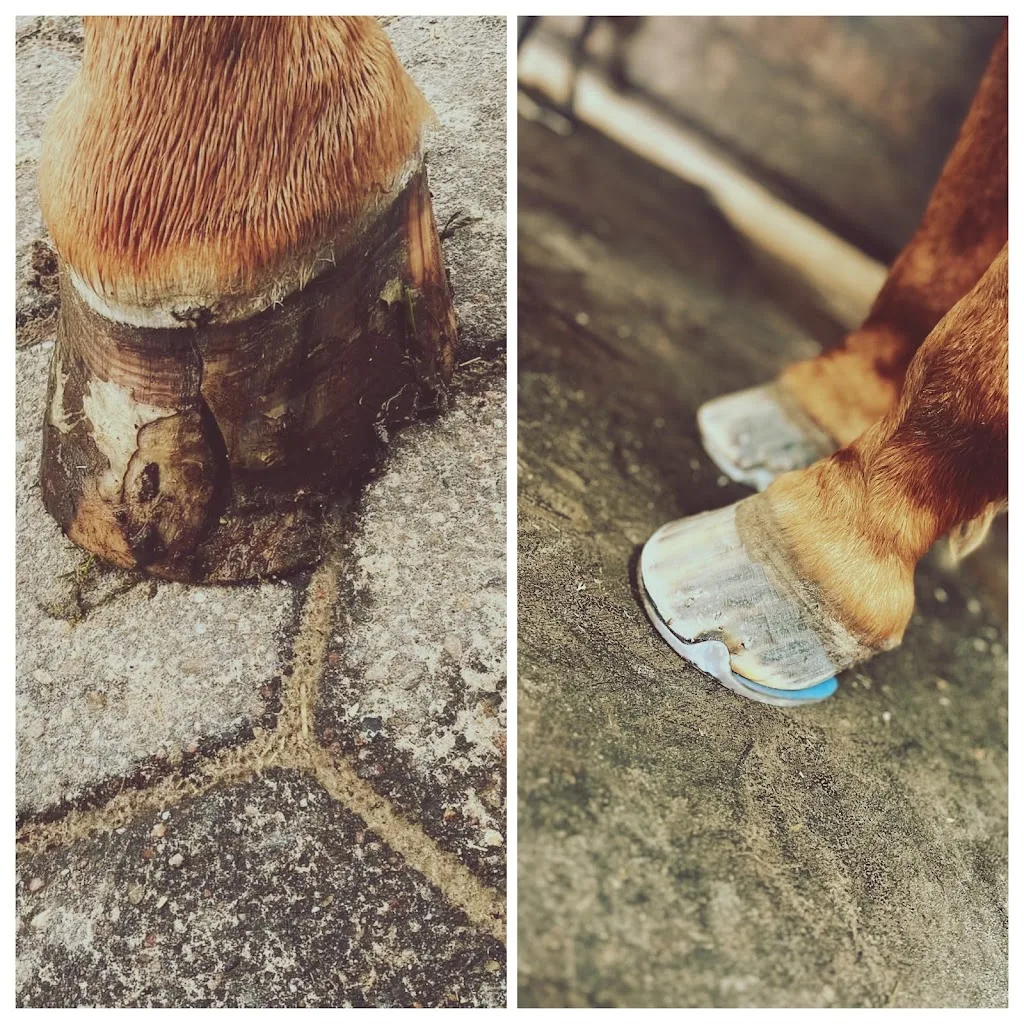 Koopmann Hufbeschlag - Foto 2