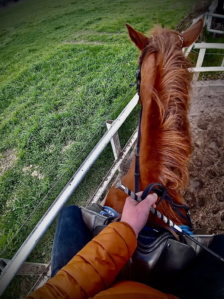 Reiten auf dem Hotshof - Foto 1
