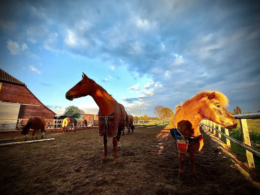 Reiten auf dem Hotshof - Foto 2