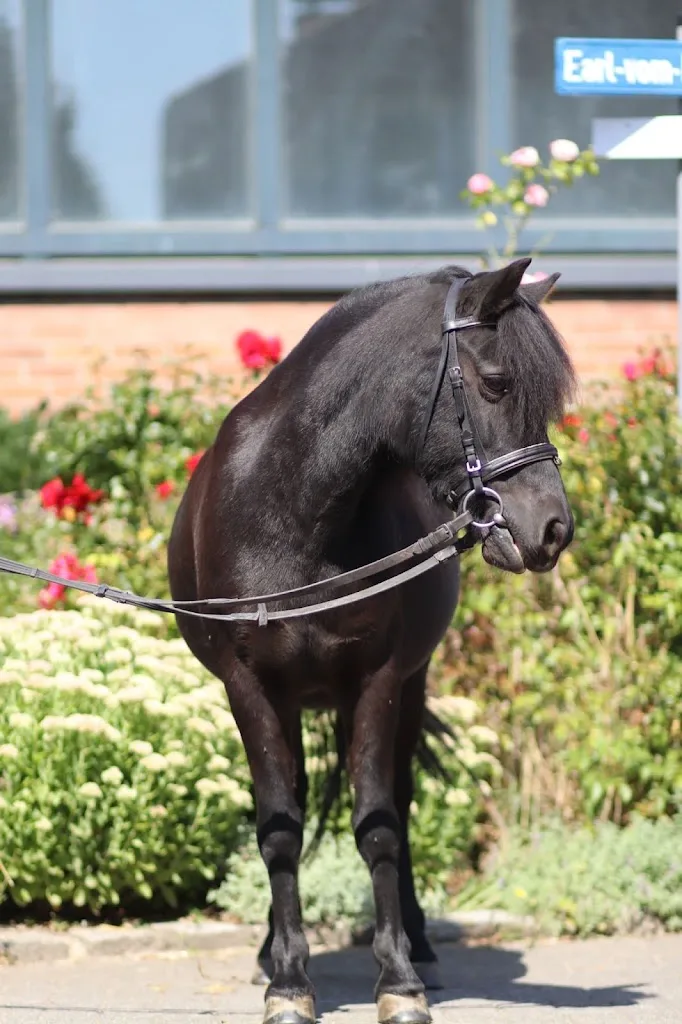 Pony Friends Jugendreitschule - photo 2