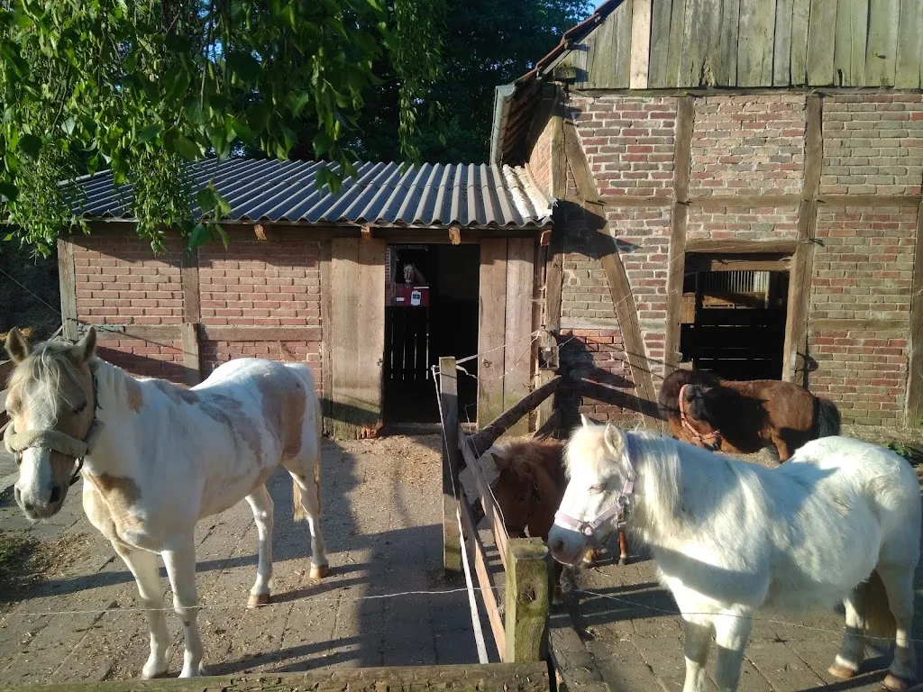 Pony Friends Jugendreitschule - photo 3