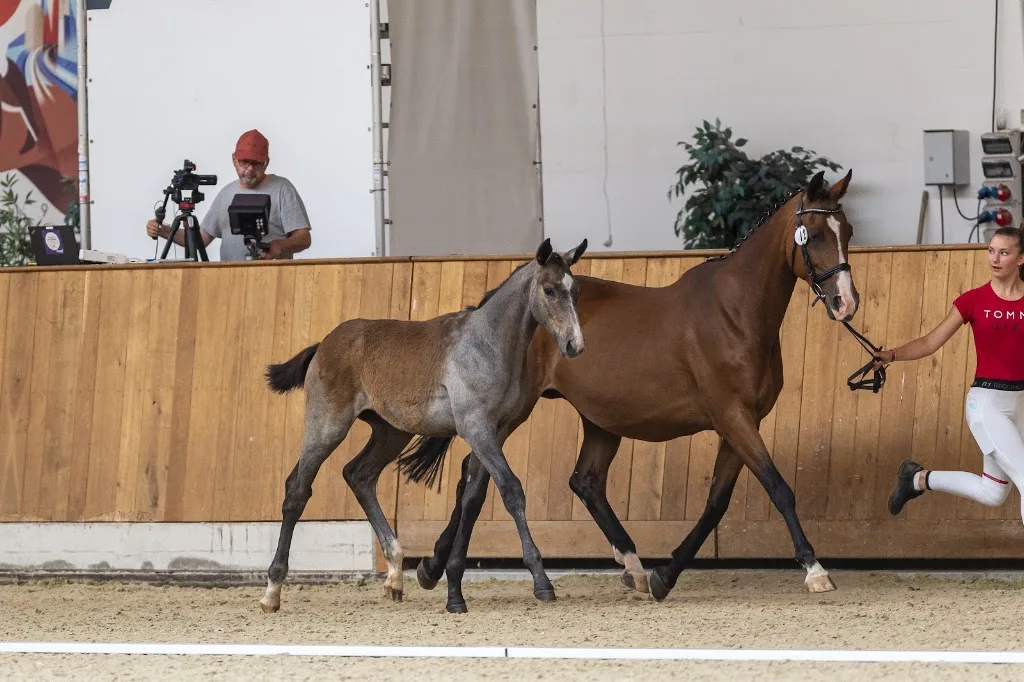Pensions- & Zuchtstall Schulze - photo 3