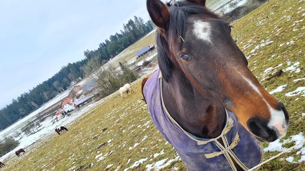 Reiterhof und Pferdepension Aspenhof - Foto 1