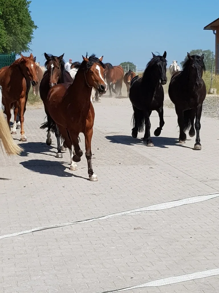 Aktivstall Grümer - photo 1
