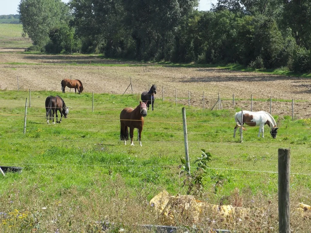 Reitanlage RS Neumaier - photo 2