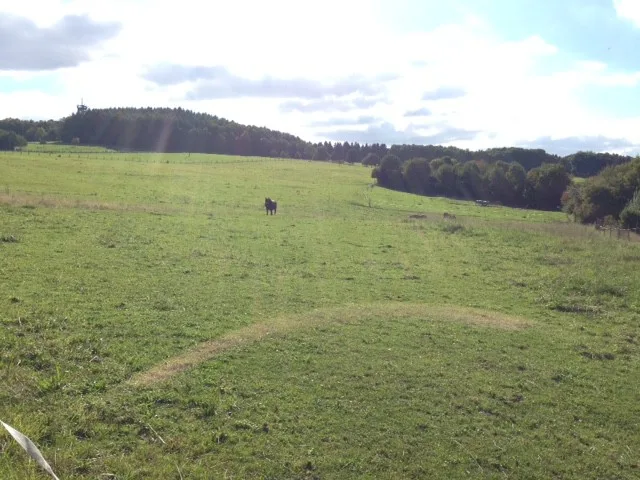 Ponyhof Wächtler, Reitunterricht und heilpädagogische Reittherapie - Foto 2