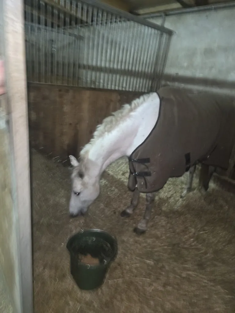 RVL Horse Stables UG - photo 1