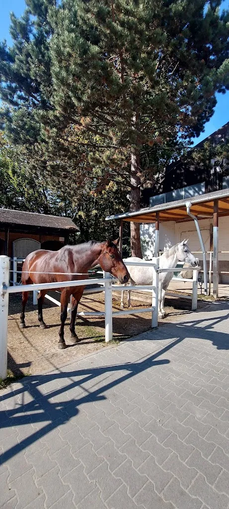 Reitanlage Geier - photo 3