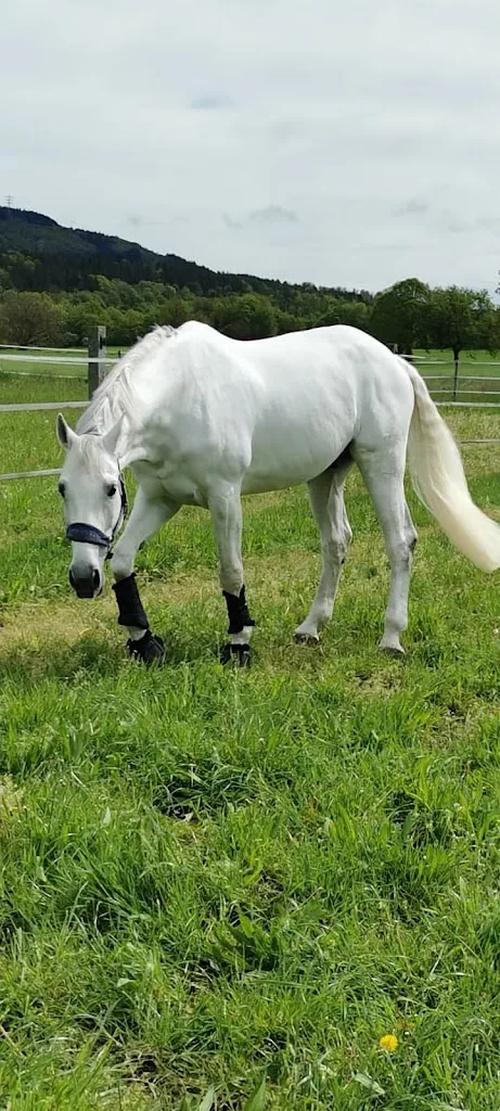 Reittherapie | Open Mind Reittherapie Sara Thiele - photo 2