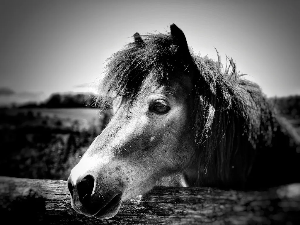 Reittherapie | Open Mind Reittherapie Sara Thiele - photo 3