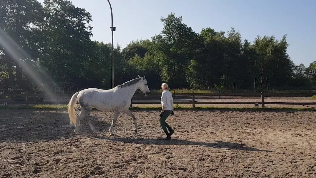 PferdeGESUNDheitsHof HALJ - Foto 3