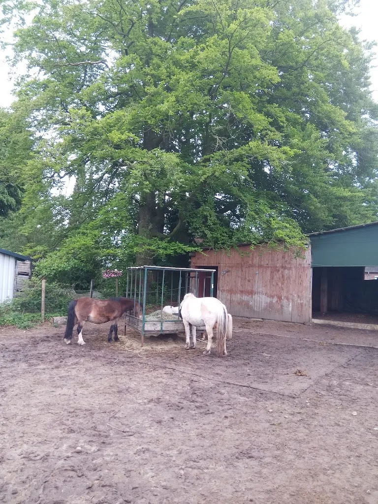 Pferdeland Essel - Foto 1
