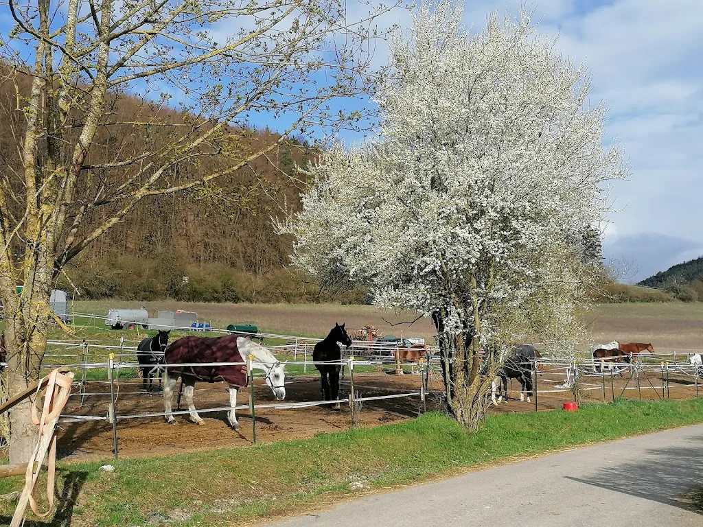 Reitlal CBD-Eber Sulzthal Sport - Foto 2