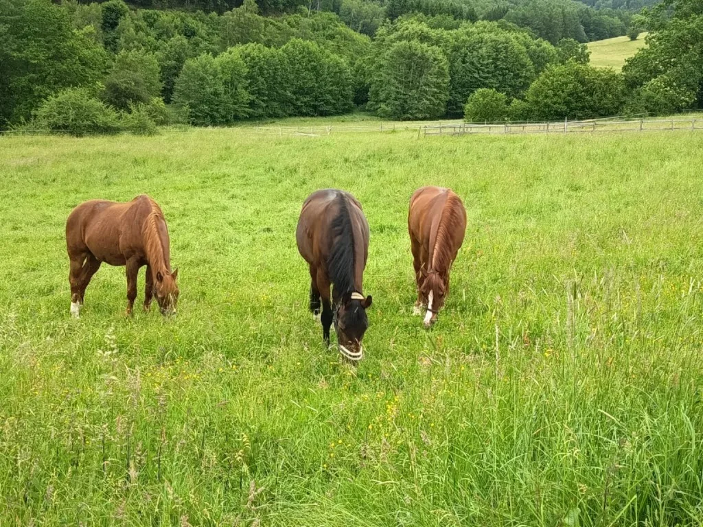 Hof Brachbach - Foto 1