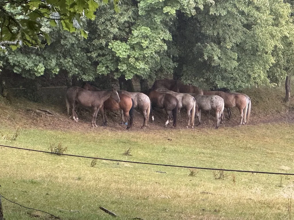 Appaloosa & Quarter Horse Ranch - Foto 1