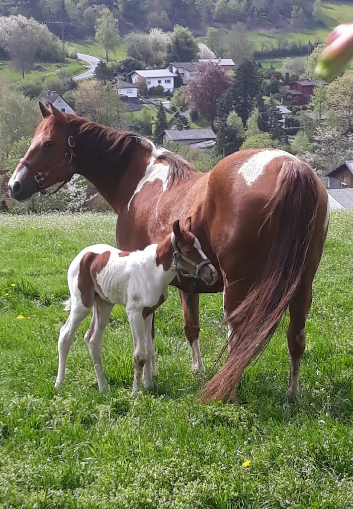 Appaloosa & Quarter Horse Ranch - Foto 2