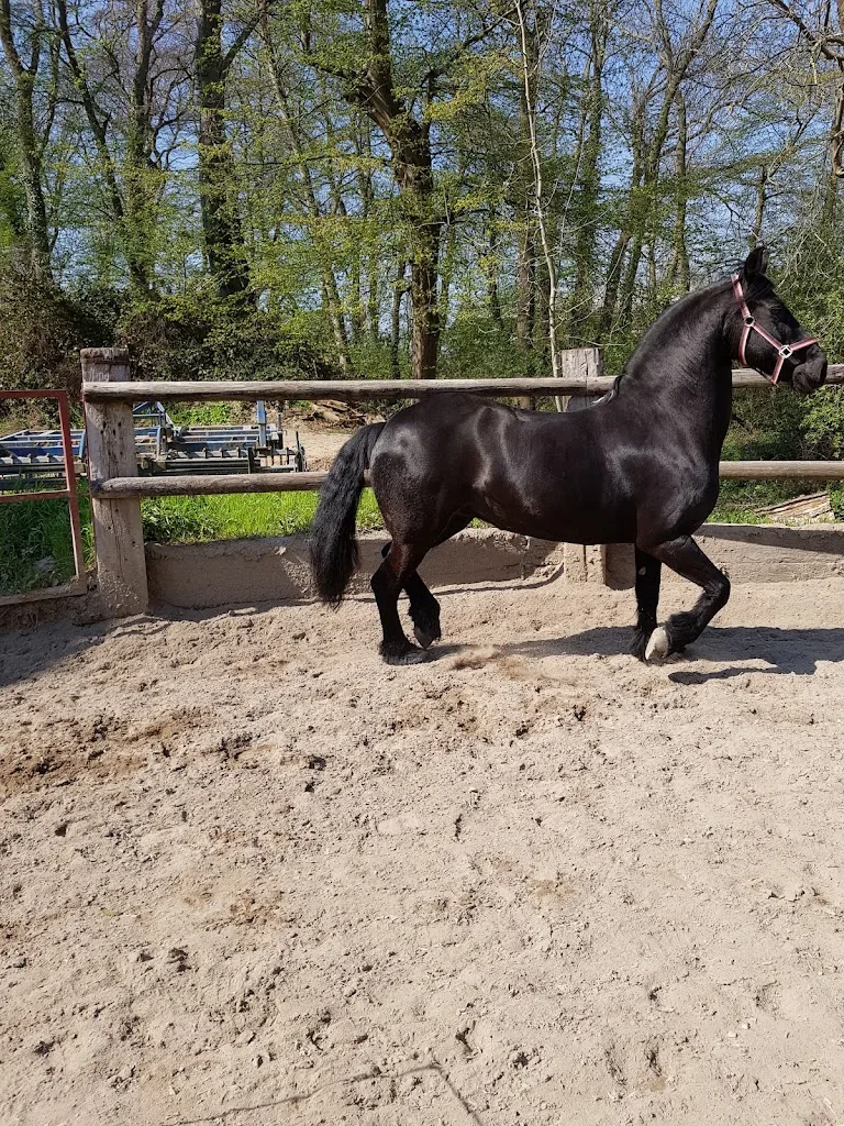 Gut Hövelerhof - Foto 3