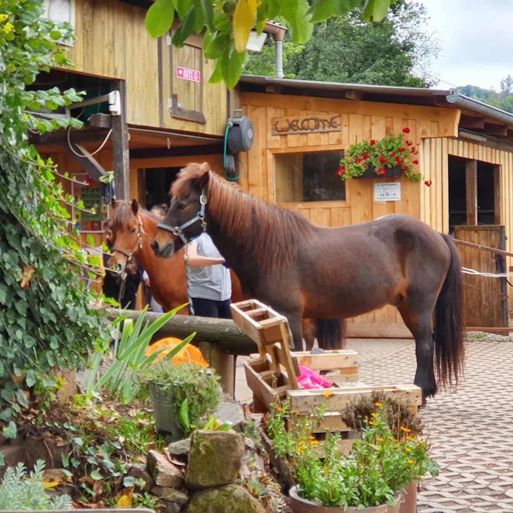 Lindenhof Reitanlage Nina Borger - Foto 1