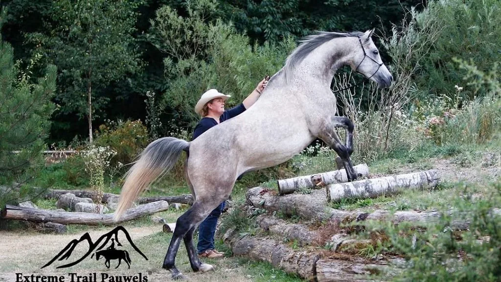 Lindenhof Reitanlage Nina Borger - Foto 3