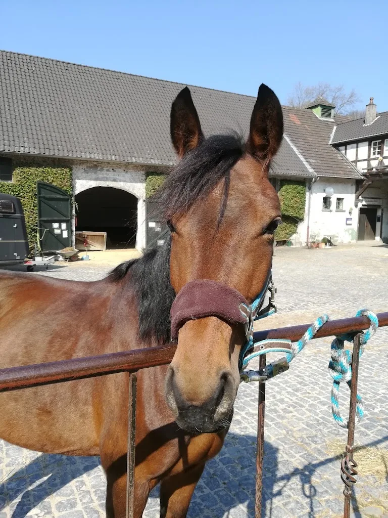 Reitstall Witting - Foto 3