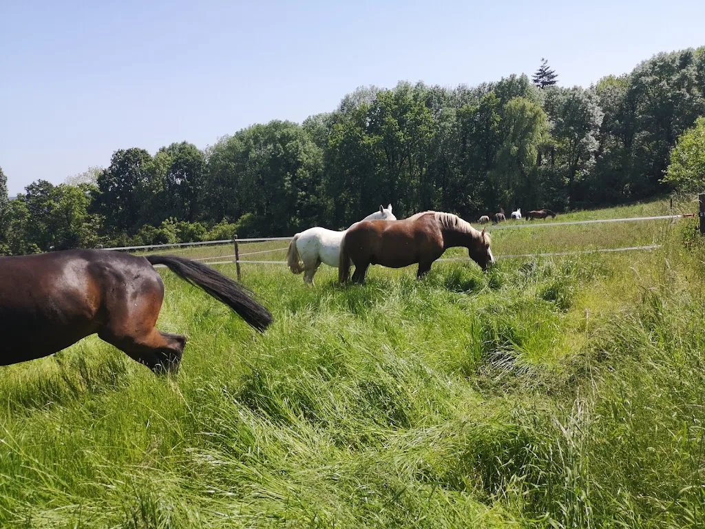 Offenstall Wingen - Foto 3