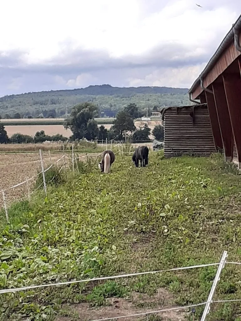 Reitanlage Meilinger - Foto 1