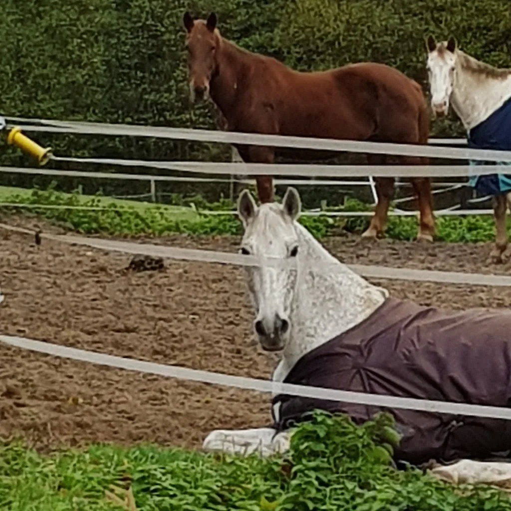 Reitstall Mateos - S.Görtz - Foto 2