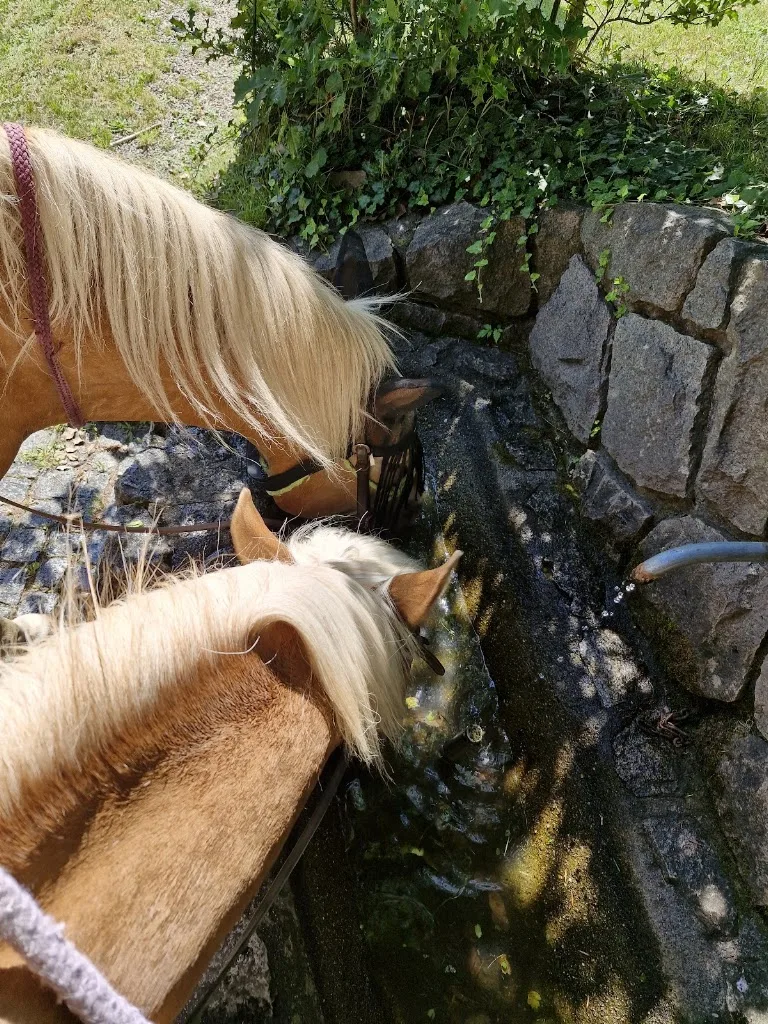 Engelhof Reiten - Foto 1