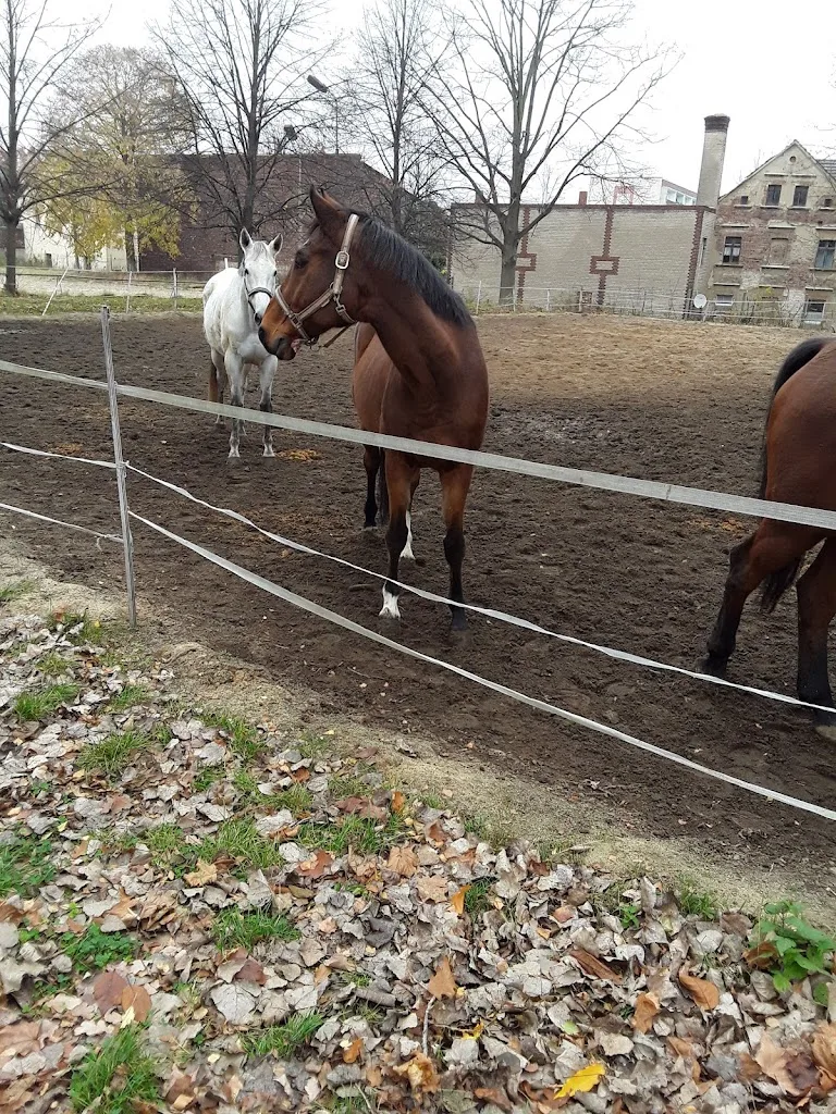 Reitunterricht & Hippotherapie - Foto 3