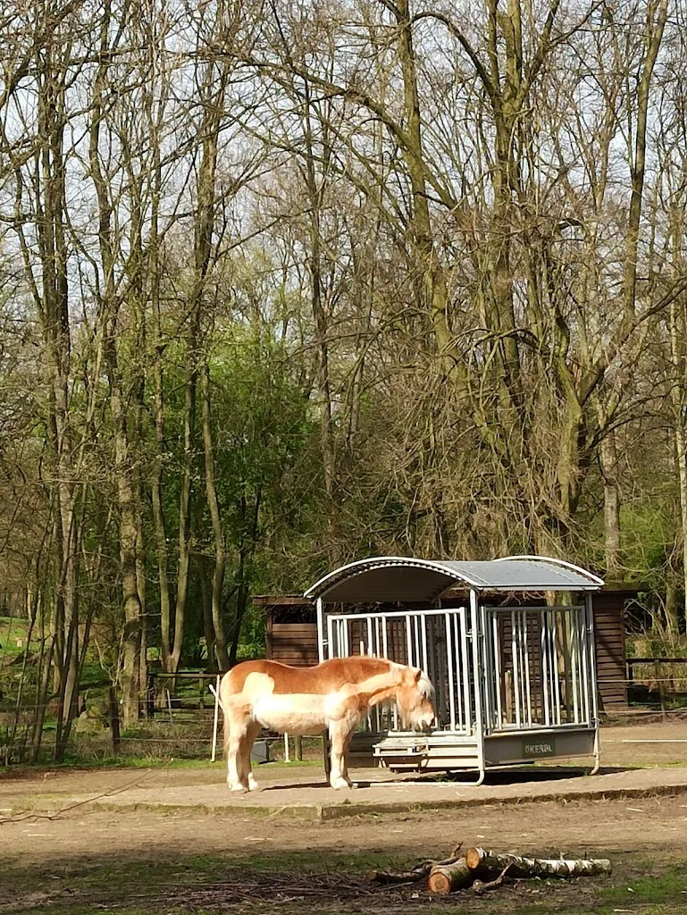 Natur- und tierpädagogisches Zentrum Mattlerhof (Alsbachtal gGmbH) - Foto 1