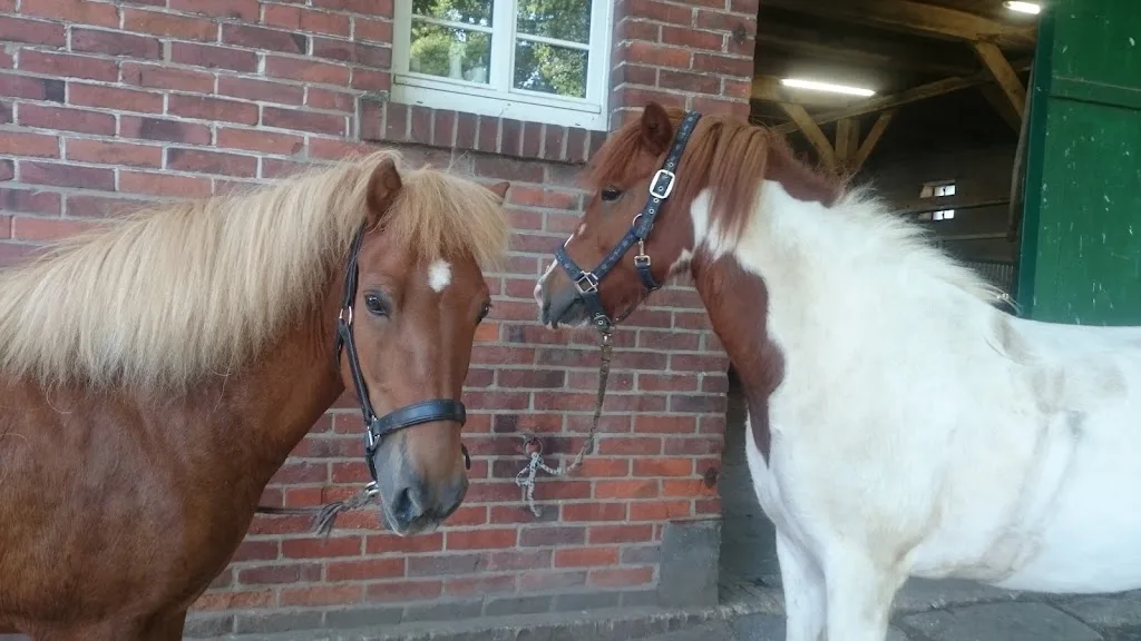 Islandpferdegestüt Quillerhof - Foto 1