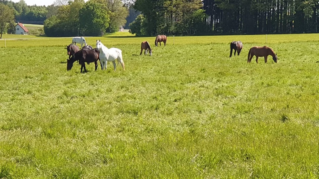 Reitstall Gronmayer - Foto 3