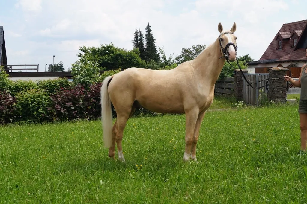 Palominogestüt Kappe - Foto 3